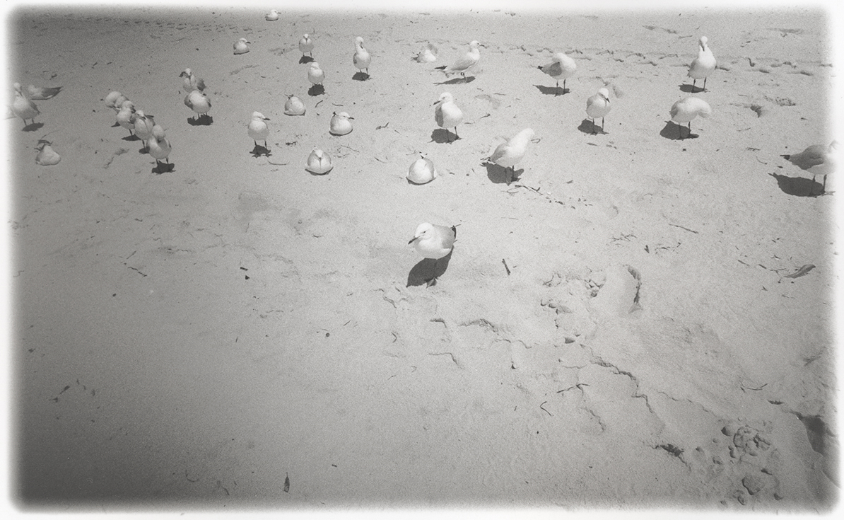Seagulls, RC paper